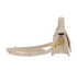The Bambino, side view